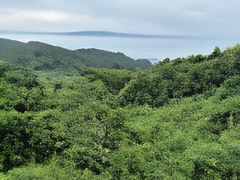 格安で蒲原の山林オーナーに♪